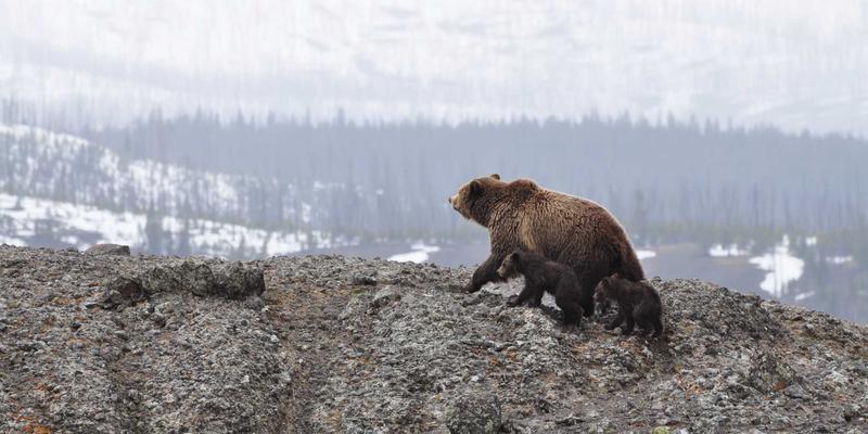 从认知到忠诚：丰色传媒客户旅程地图（CJM）绘制与应用实战指南